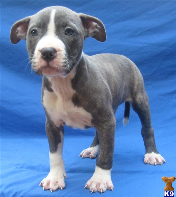 Puppies in Charlotte